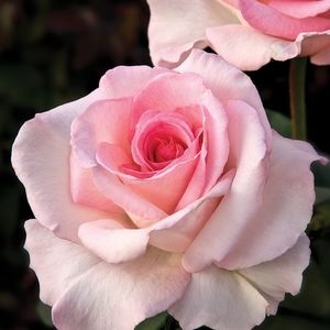 Meet your Posher, Lucy